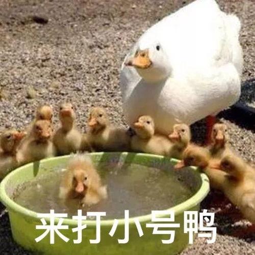 娱乐吃瓜鸭鸭鸭视频,鸭鸭鸭鸭视频带你领略娱乐圈新鲜事